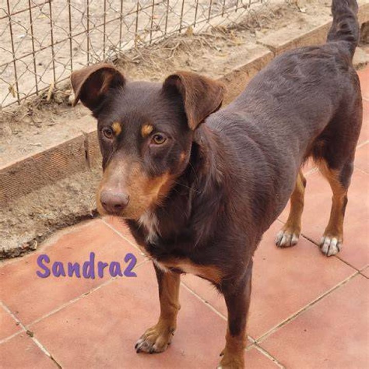 sandra2